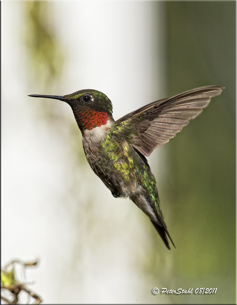 Hummer male in flight.jpg