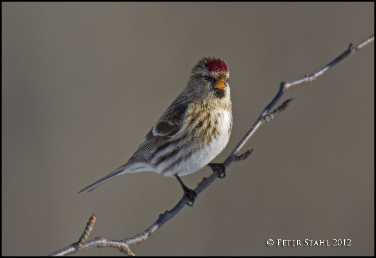 Redpoll.jpg