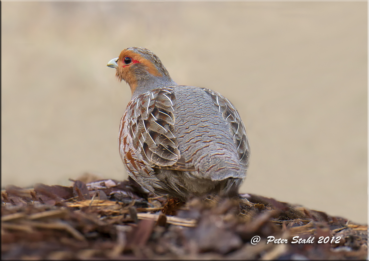 Grey Partridge.jpg