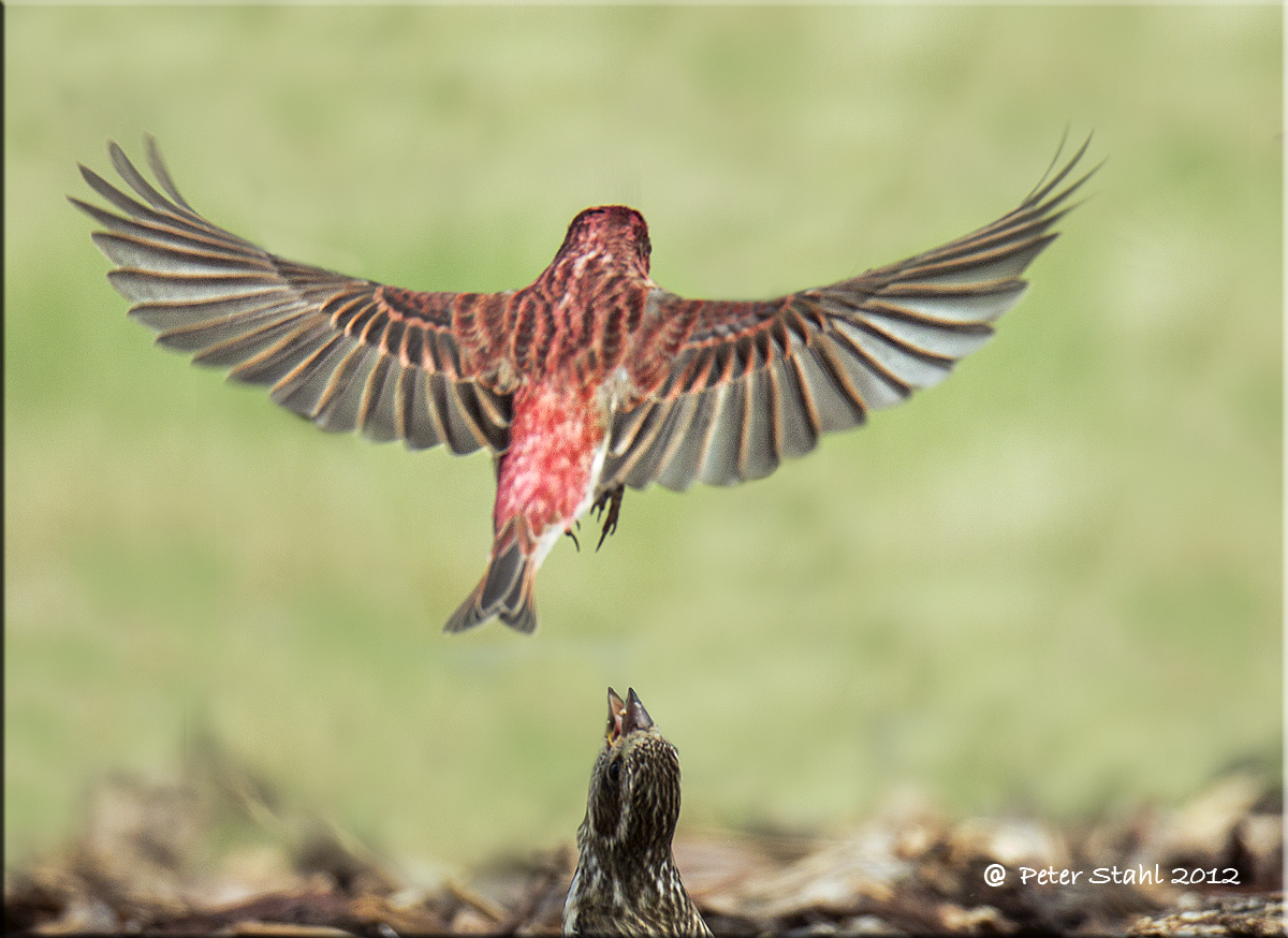 Purple Finch Mating Display and Dance.jpg