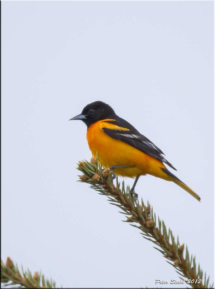 Baltimore Oriole.jpg