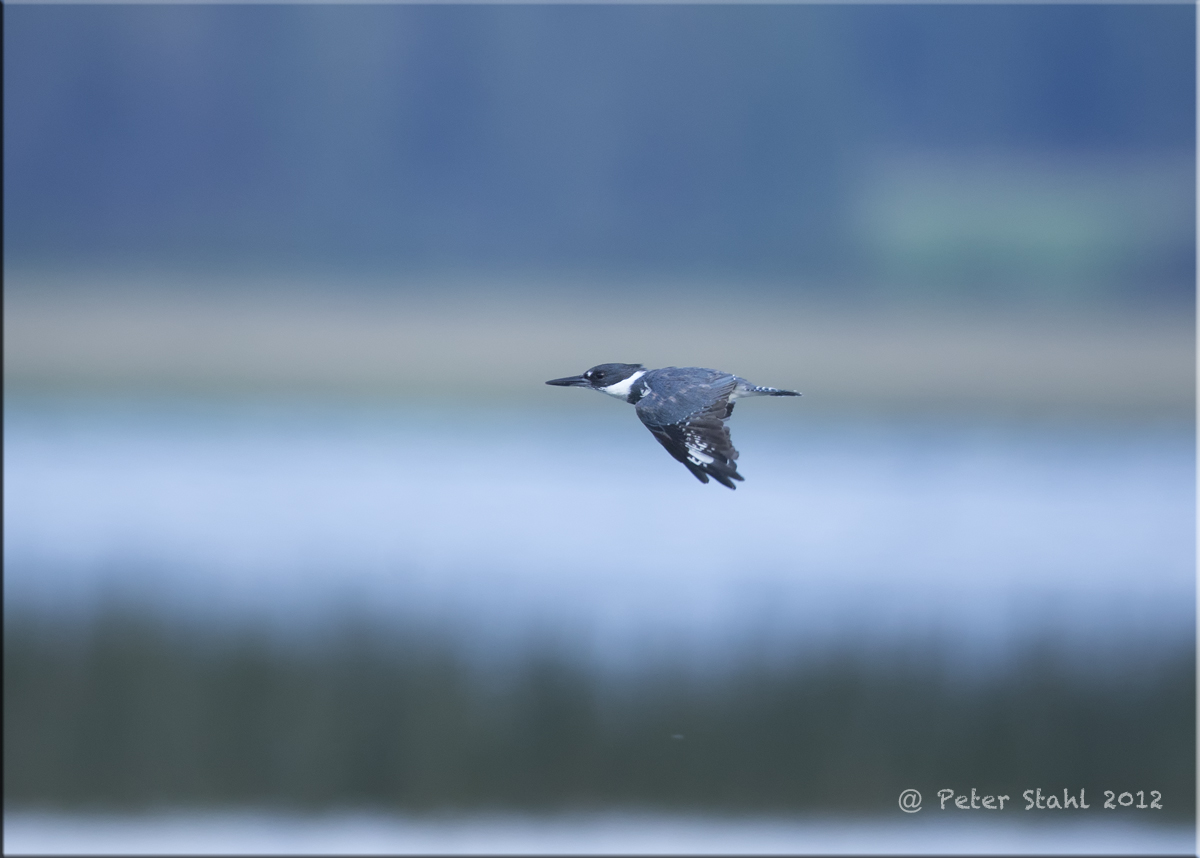 Belted Kingfisher.jpg