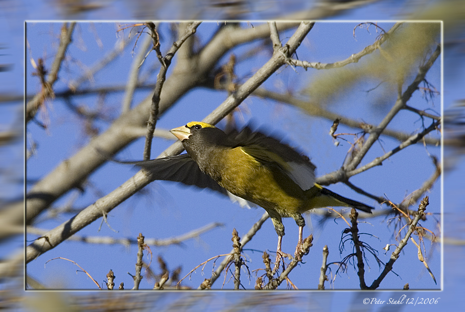 Evening Grosbeak launch.jpg