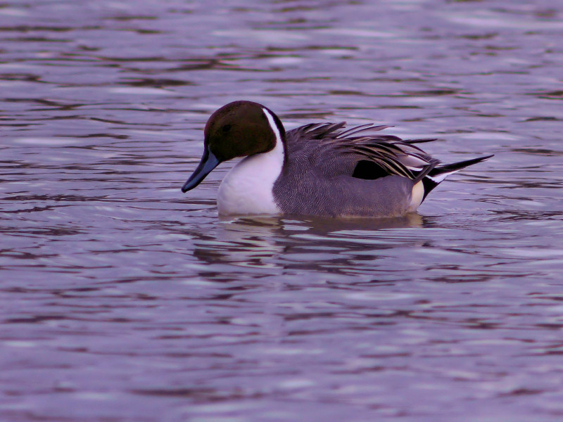 Pintail 2.jpg