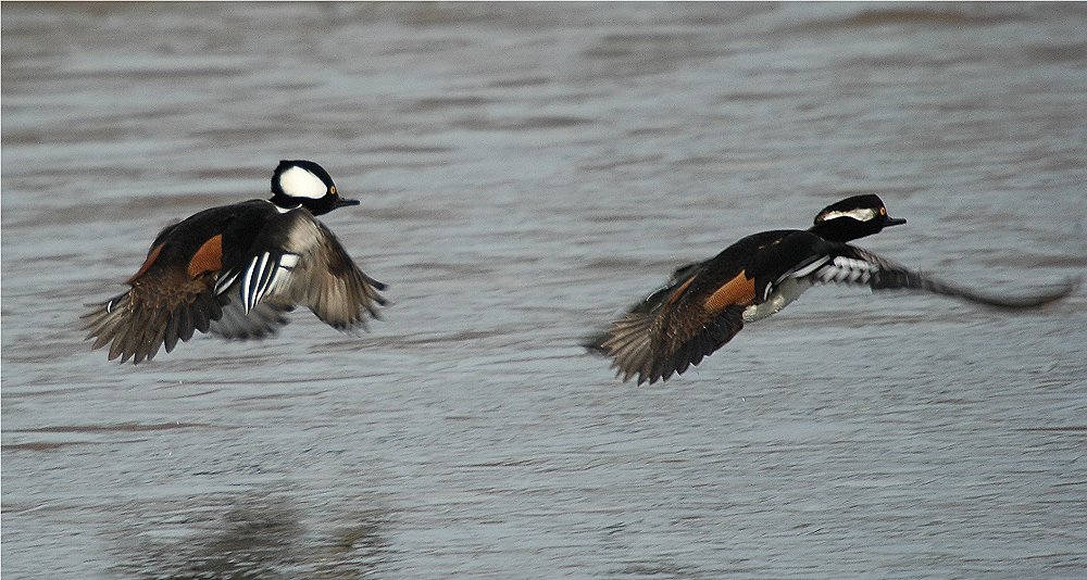 Hooded Mergansers