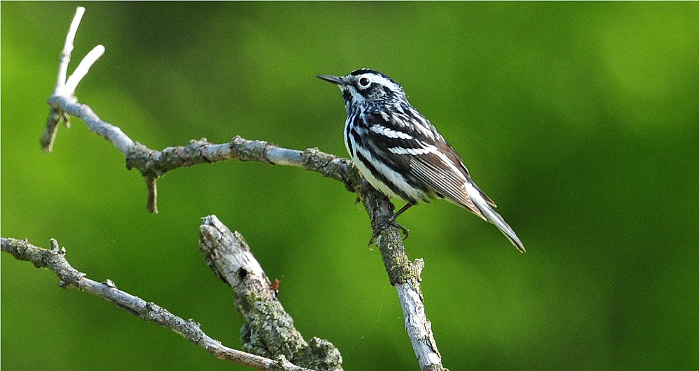 Black & White Warbler (Mniotilta varia)
