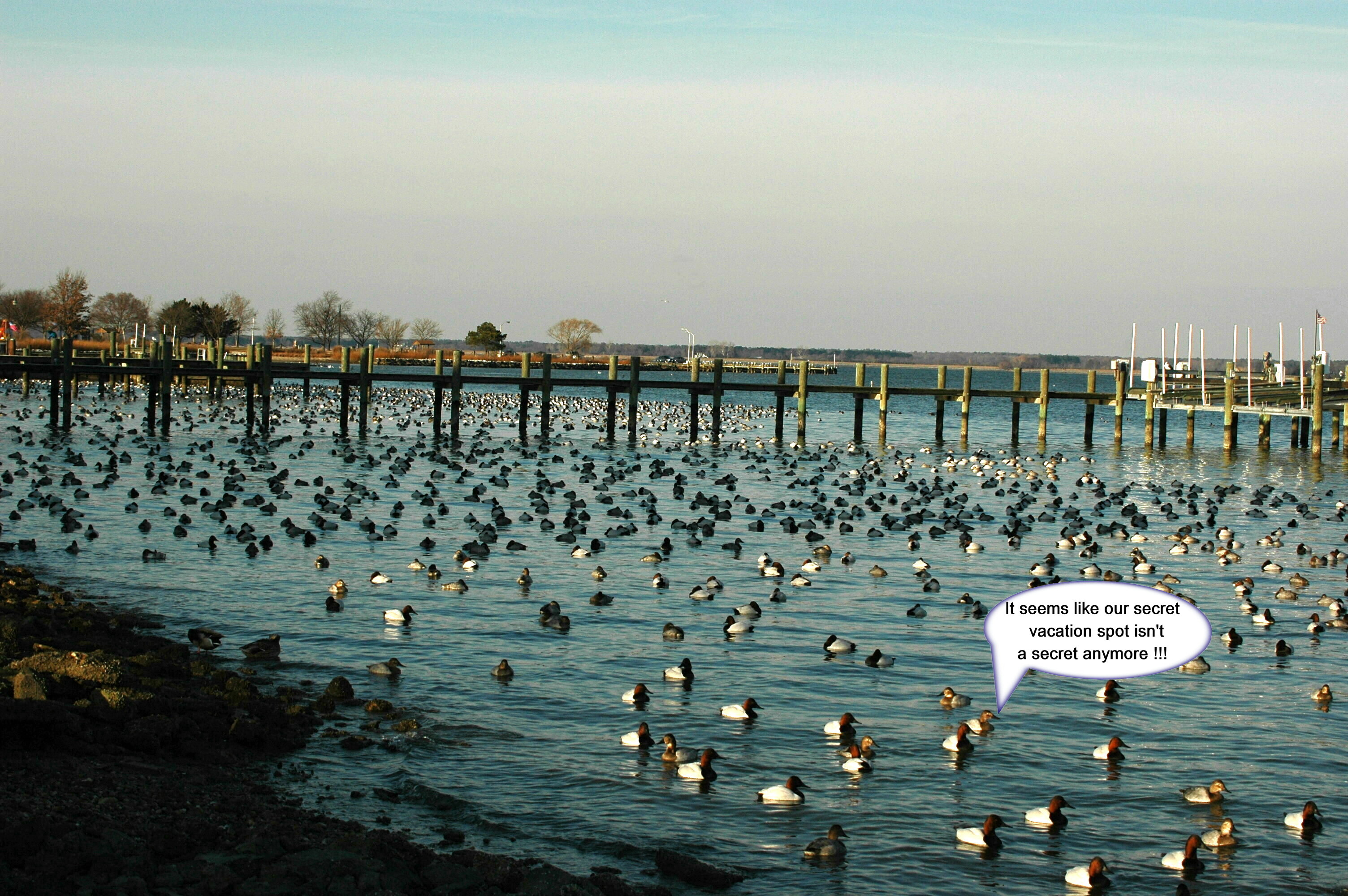 Canvasbacks - Cambridge, MD