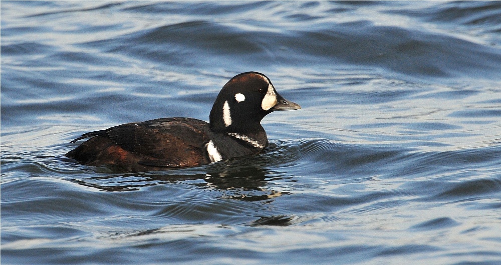 Harlequin Duck (Histrionicus histrionicus)