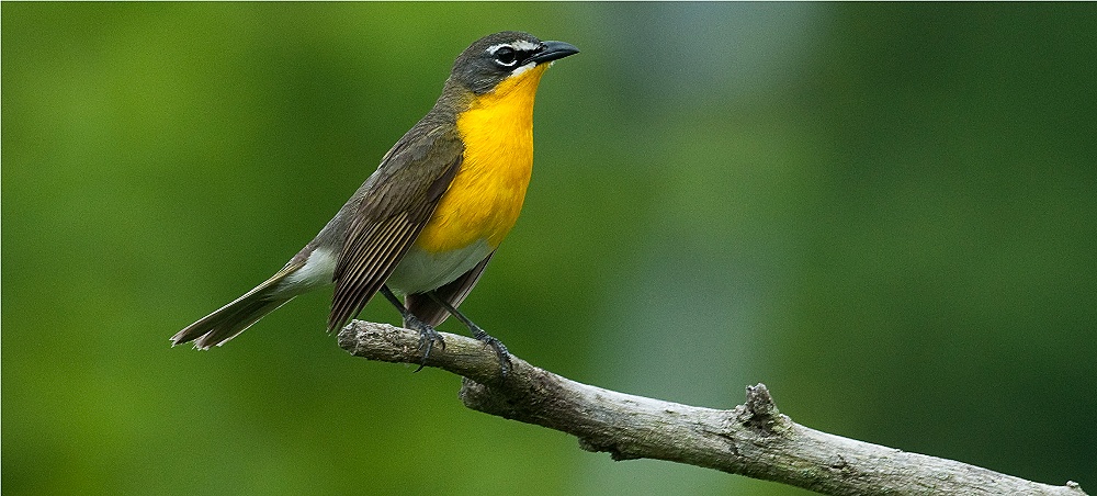 Yellow-breasted Chat (Icteria virens)