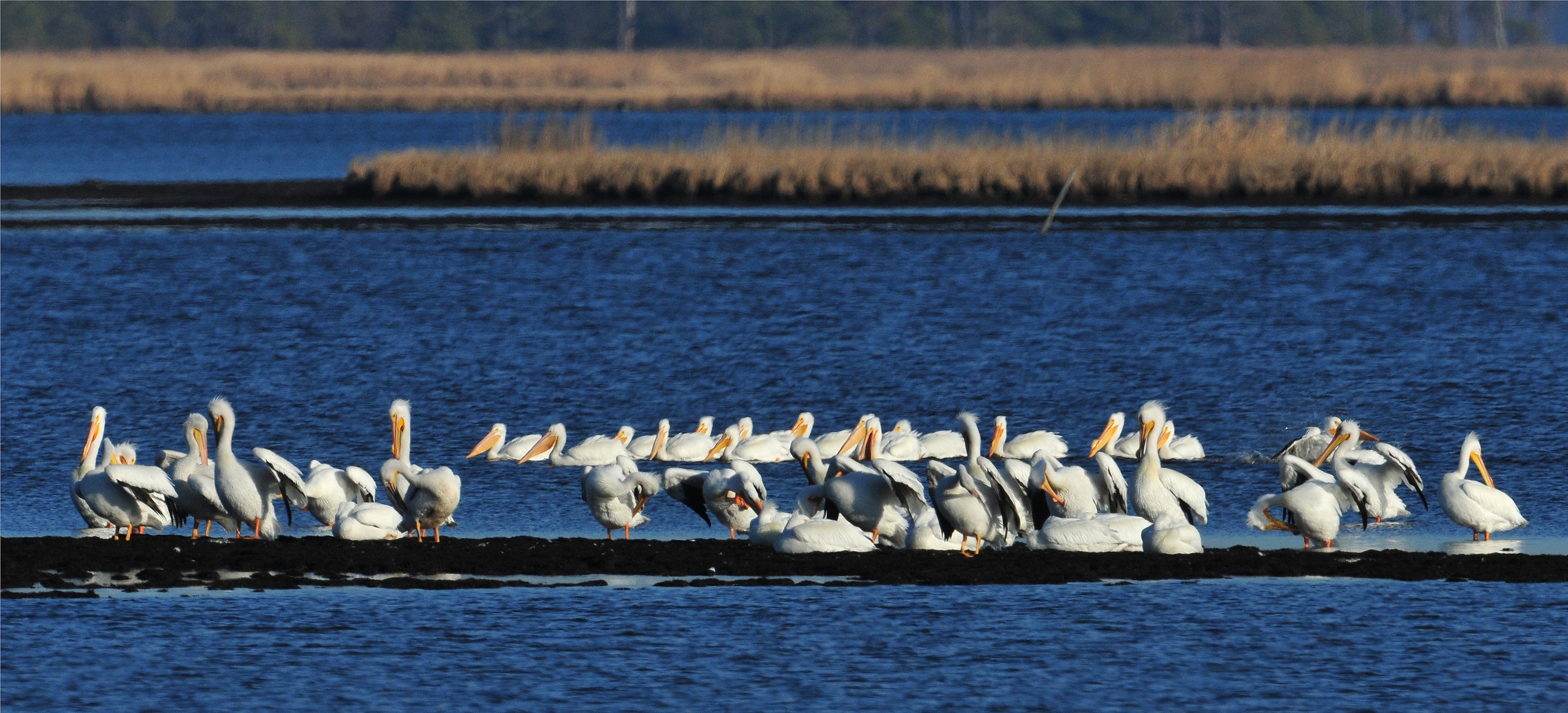 White Pelicans (Pelecanus erythrorhynchos)