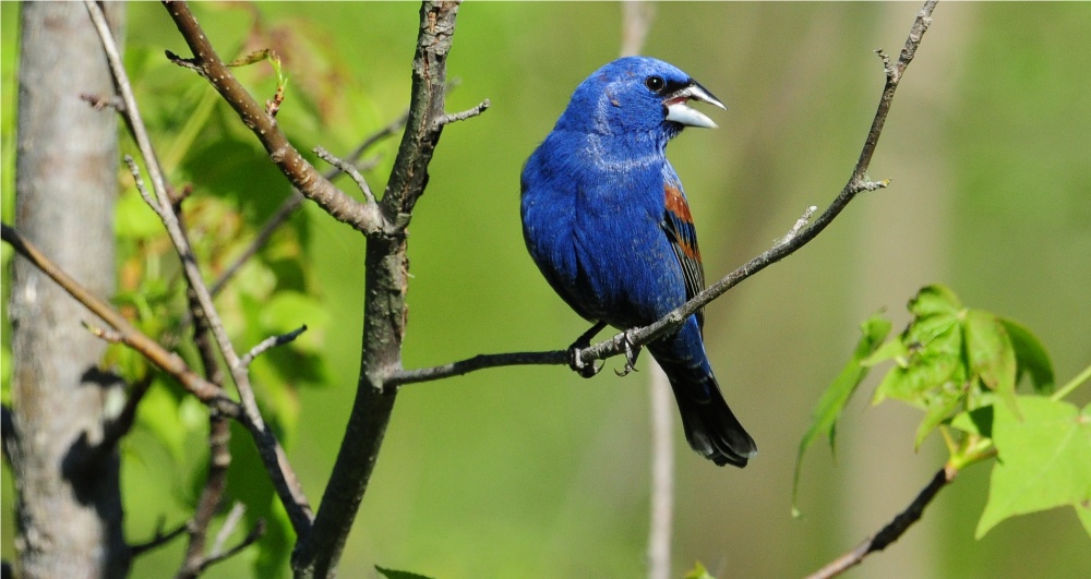 Blue Grosbeak 
