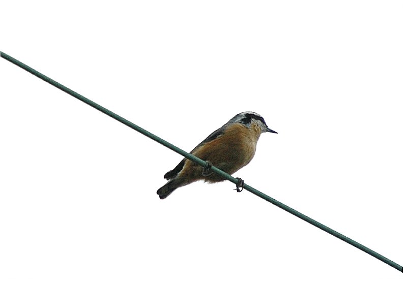 Red-breasted Nuthatch