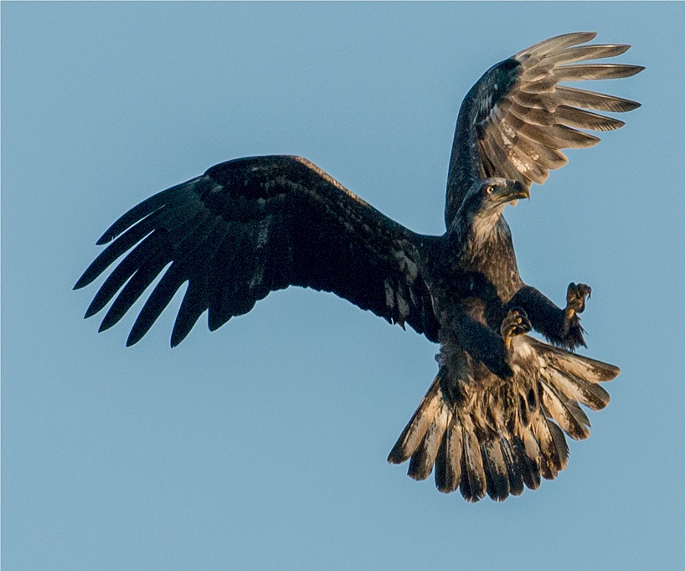 Bald Eagle 