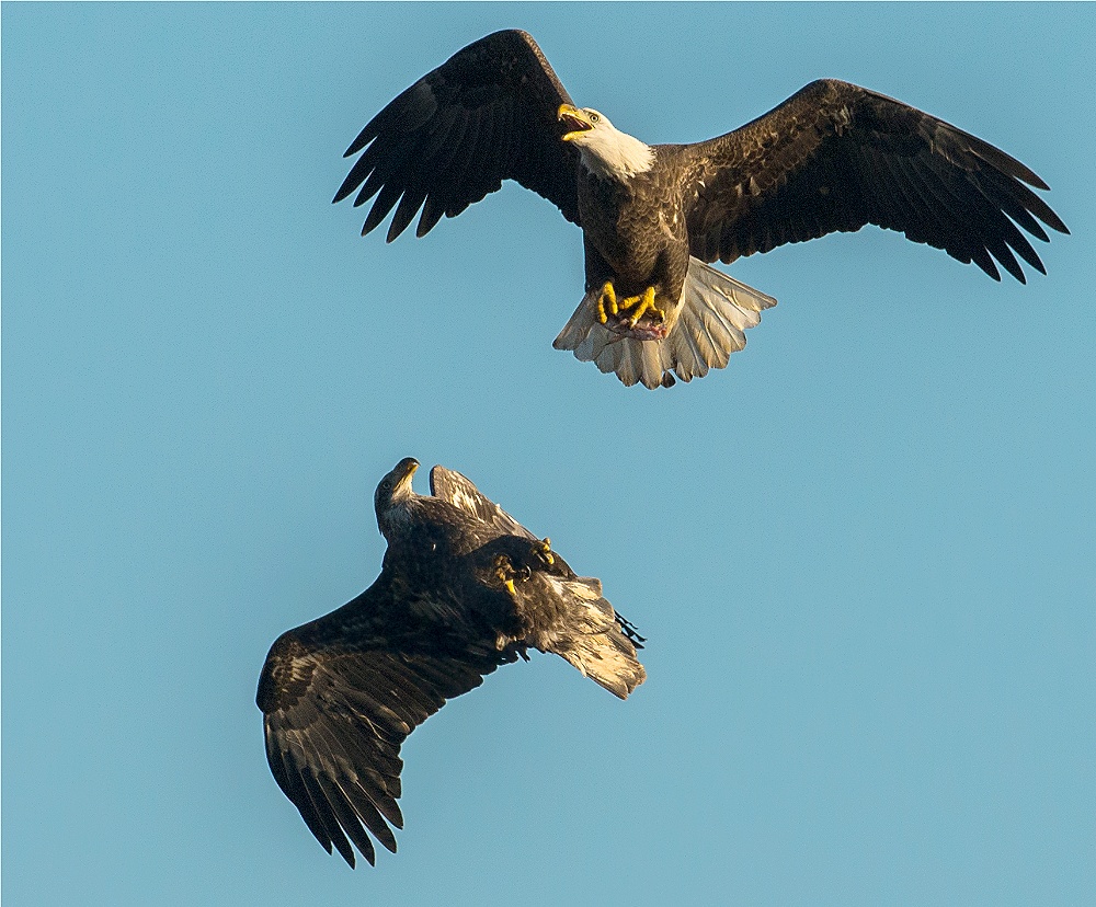 Bald Eagle 