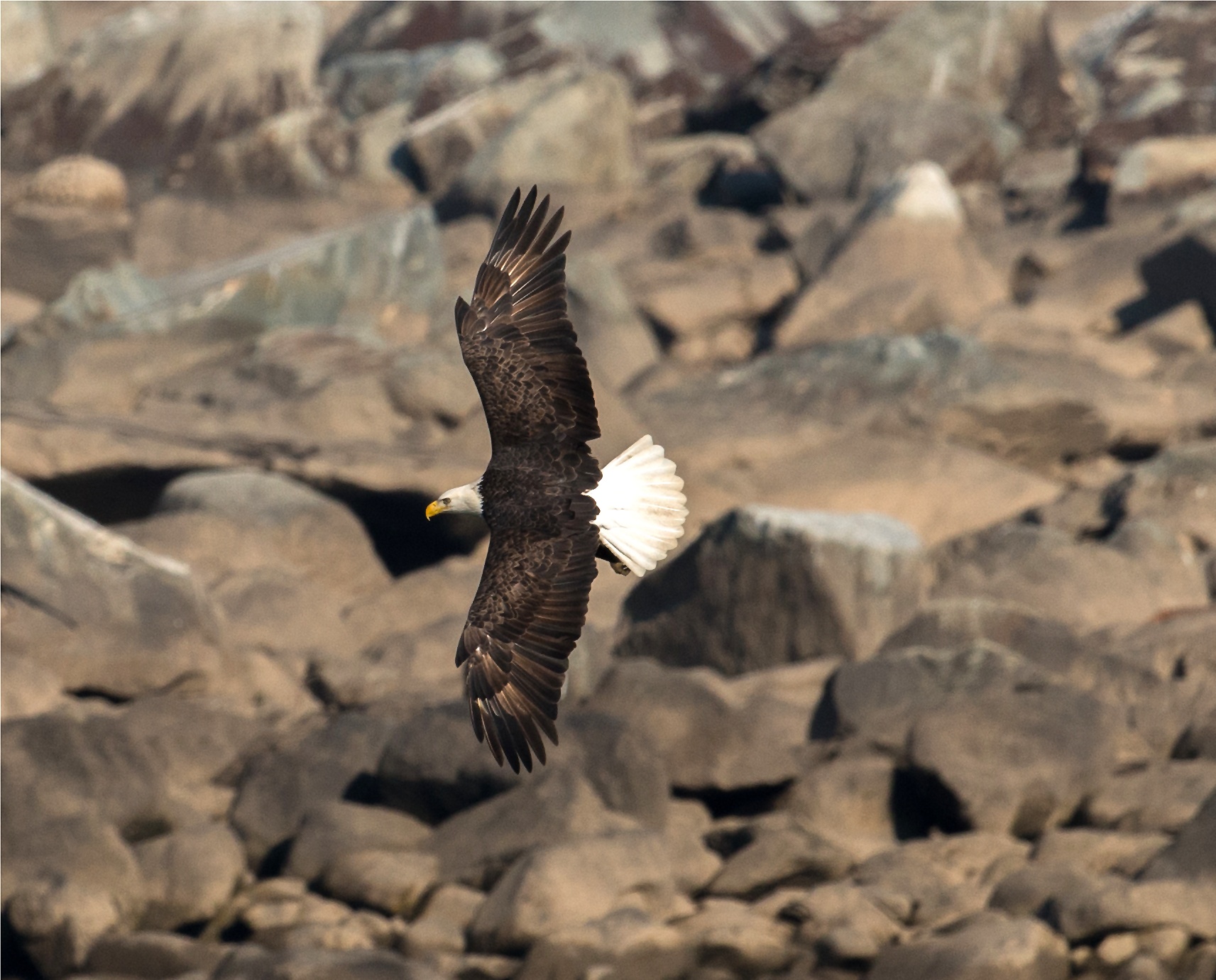 Bald Eagle 