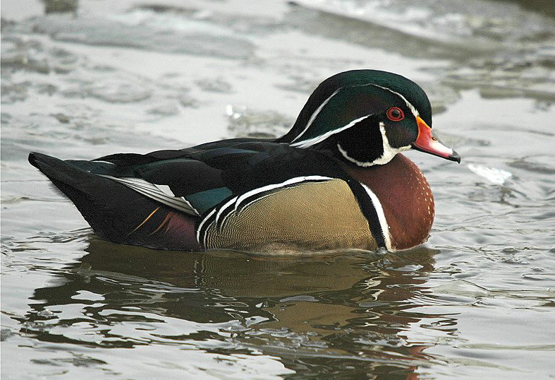 Wood Duck (Aix sponsa)
