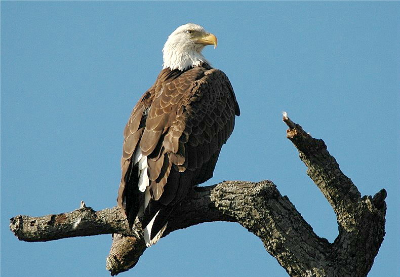 Bald Eagle (Haliaeetus leucocephalus)