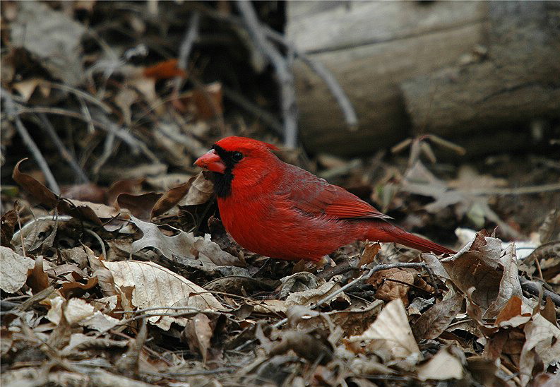 Northern Cardinal #3
