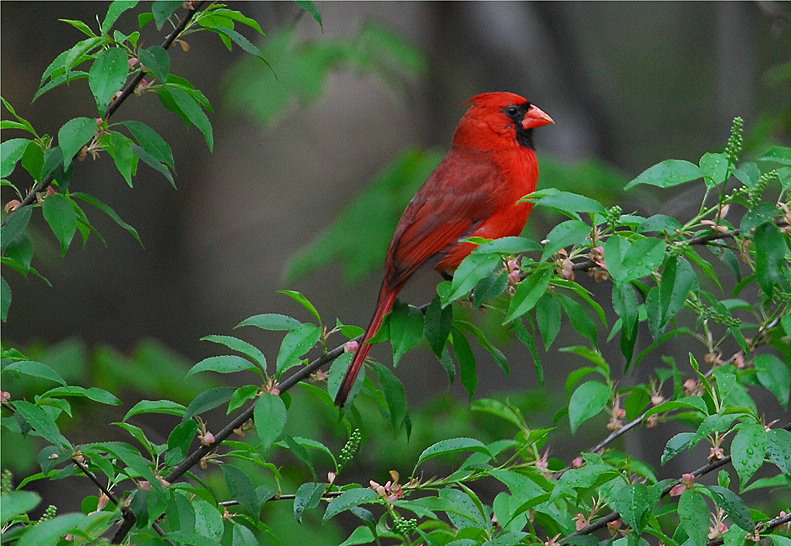 Northern Cardinal (Cardinalis cardinalis)