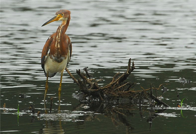 Tri-colored Heron (Egretta tricolor)