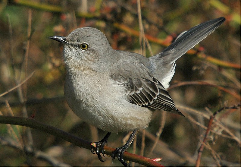 Northern Mockingbird #4