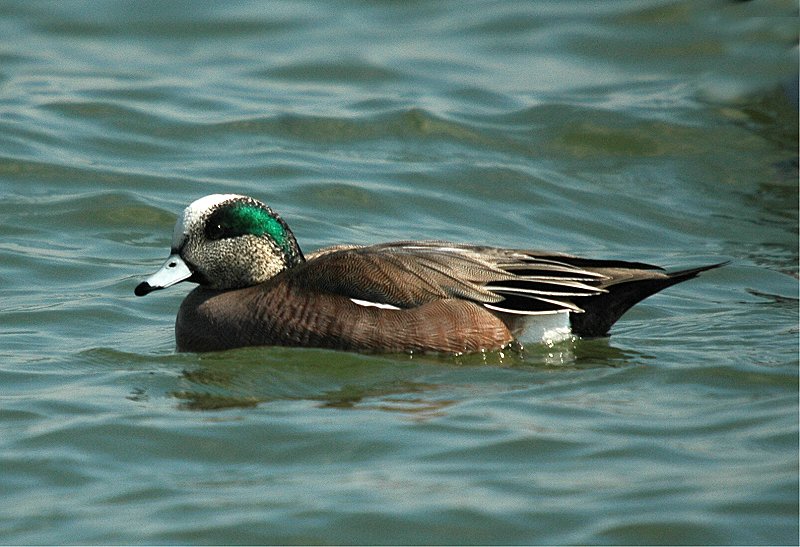 American Widgeon - Male (Anas americana)