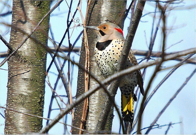 Northern Flicker #3