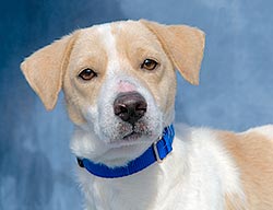 Luke - SPCA