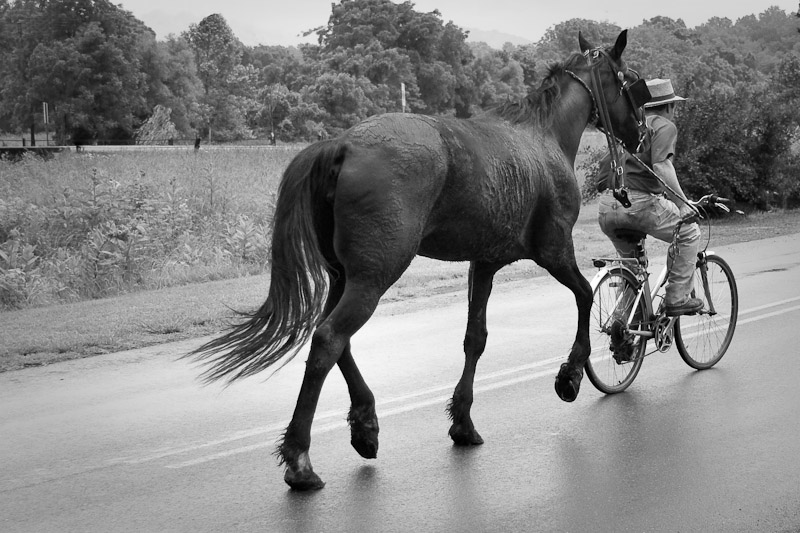 Walking (?) the horse !