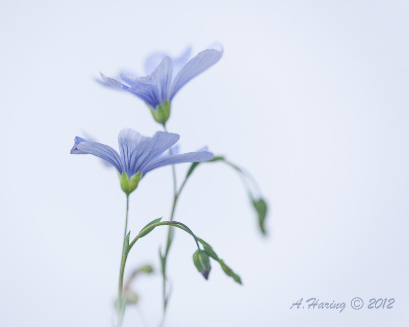 Appar Blue flax