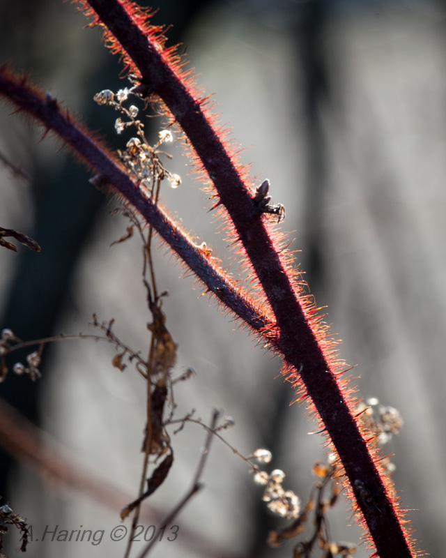 Winter Flora