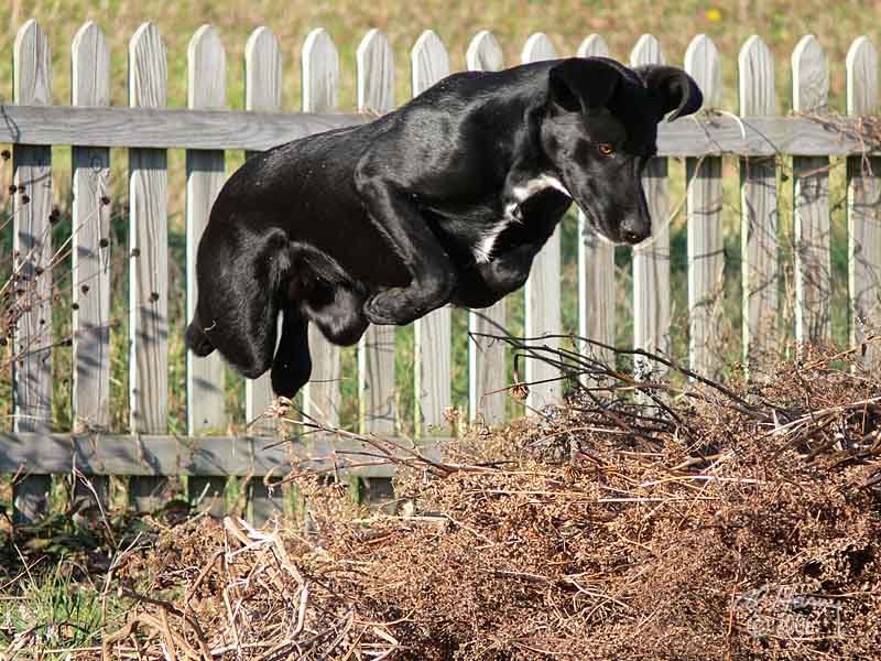 See Bob.     See Bob jump.