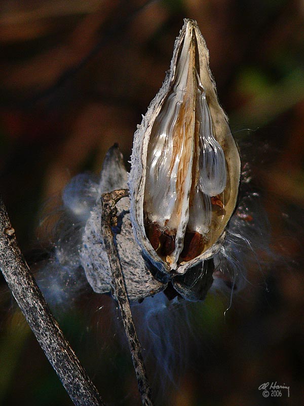 Decembers Milkweed