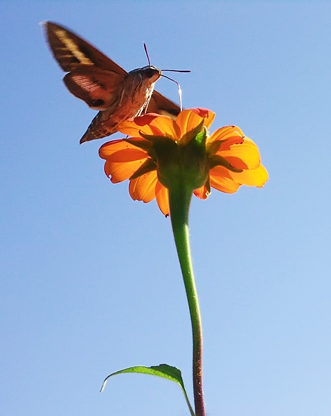 Sphinx Moth at Mexican Sunflower