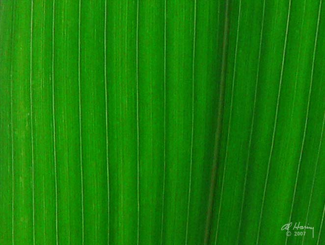 Closeup of cornfield