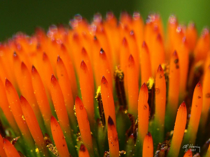 Cones ... as in Cone Flower !