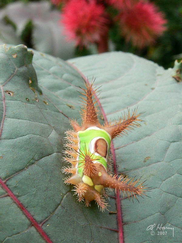 Saddleback Caterpillar