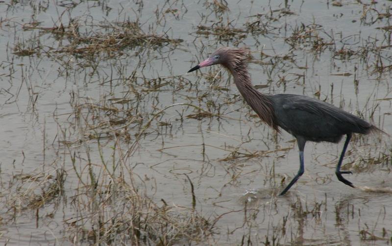 Reddish Egret