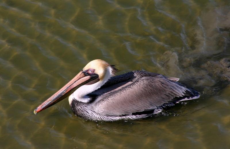 Brown Pelican