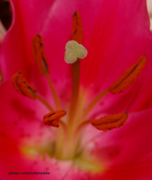 lily centre
