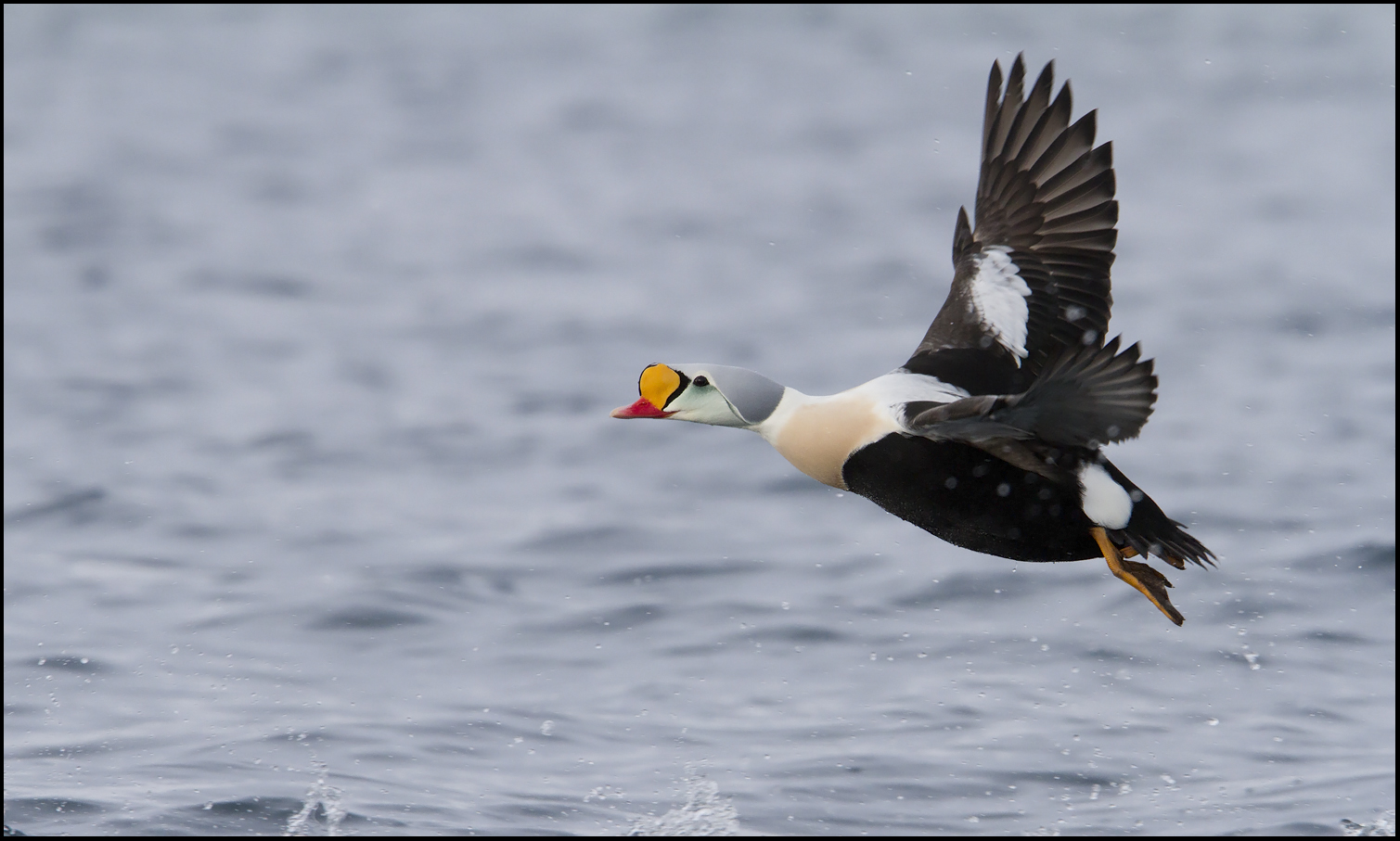 King Eider (Somateria spectabilis)