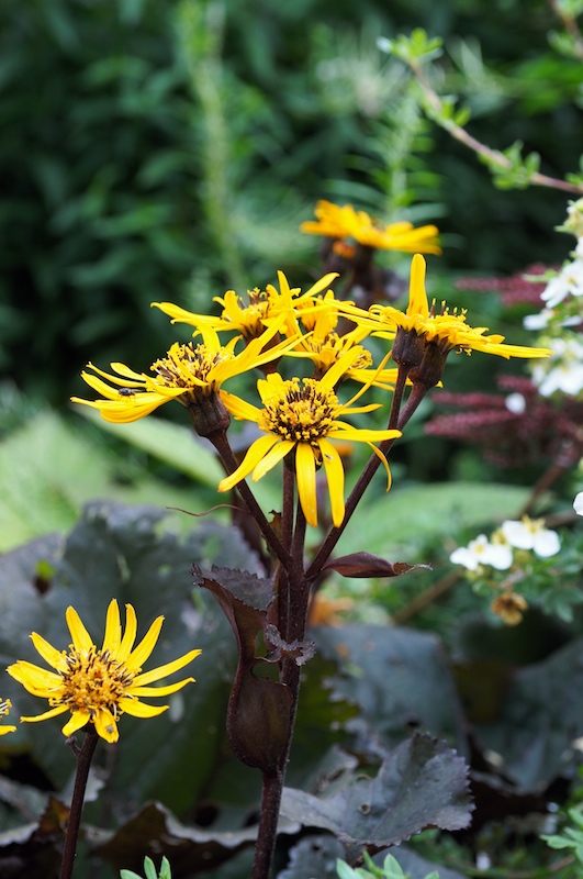 DSC_1761.jpg