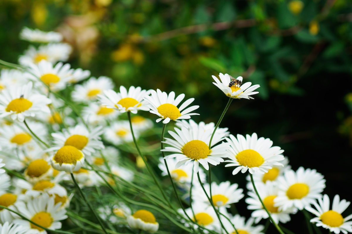 Daisies.jpg