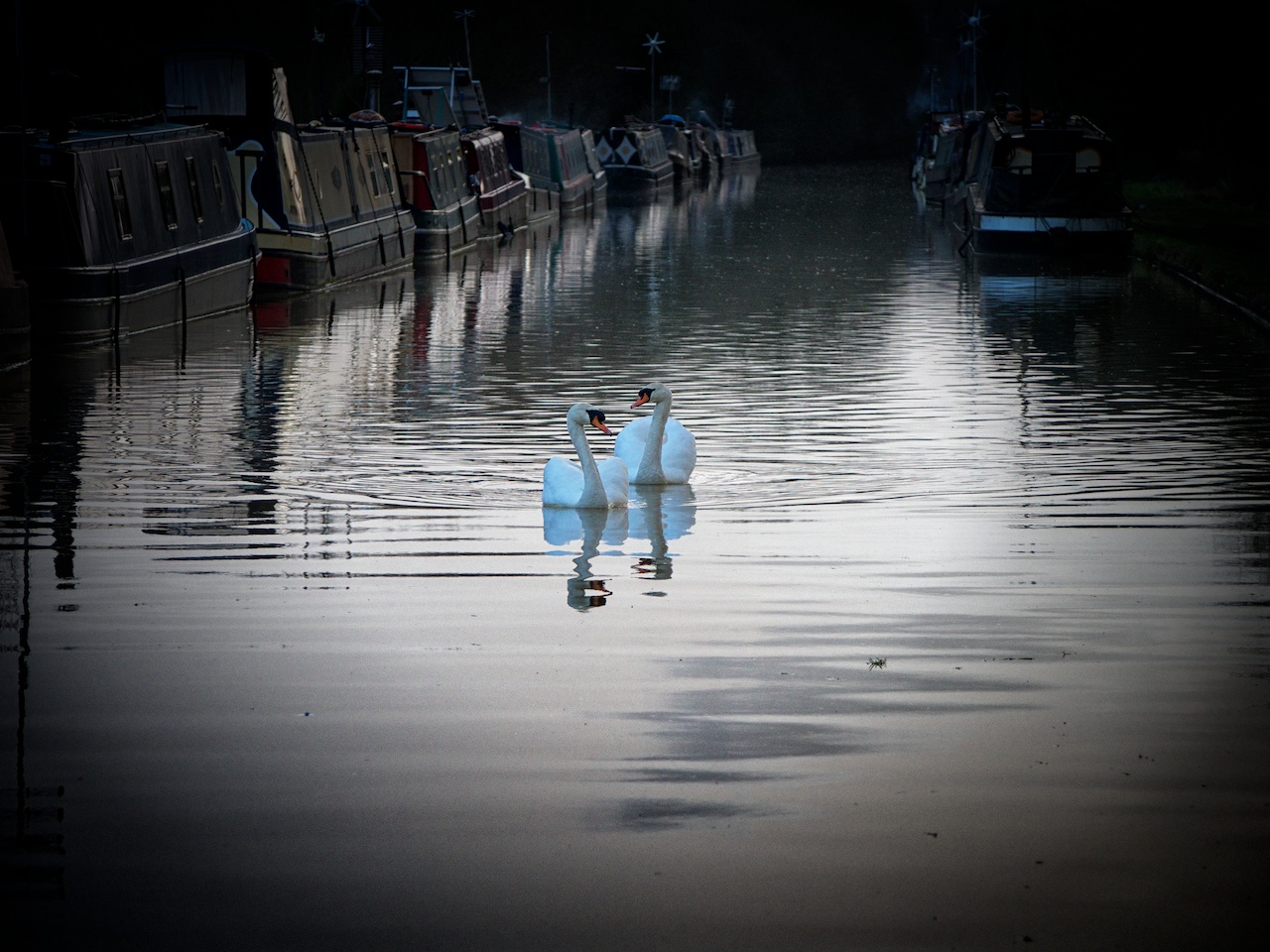 Swans at Aynho Wharf