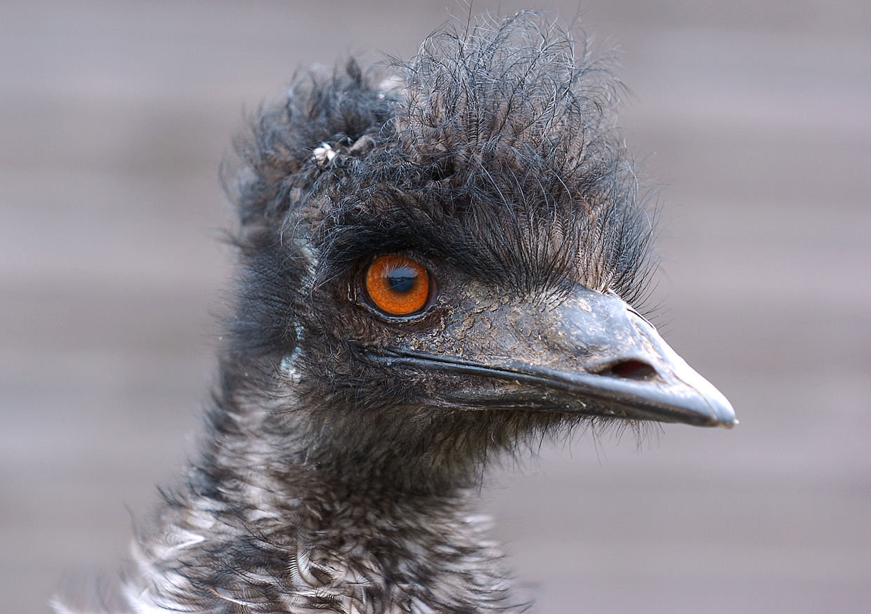 Emu