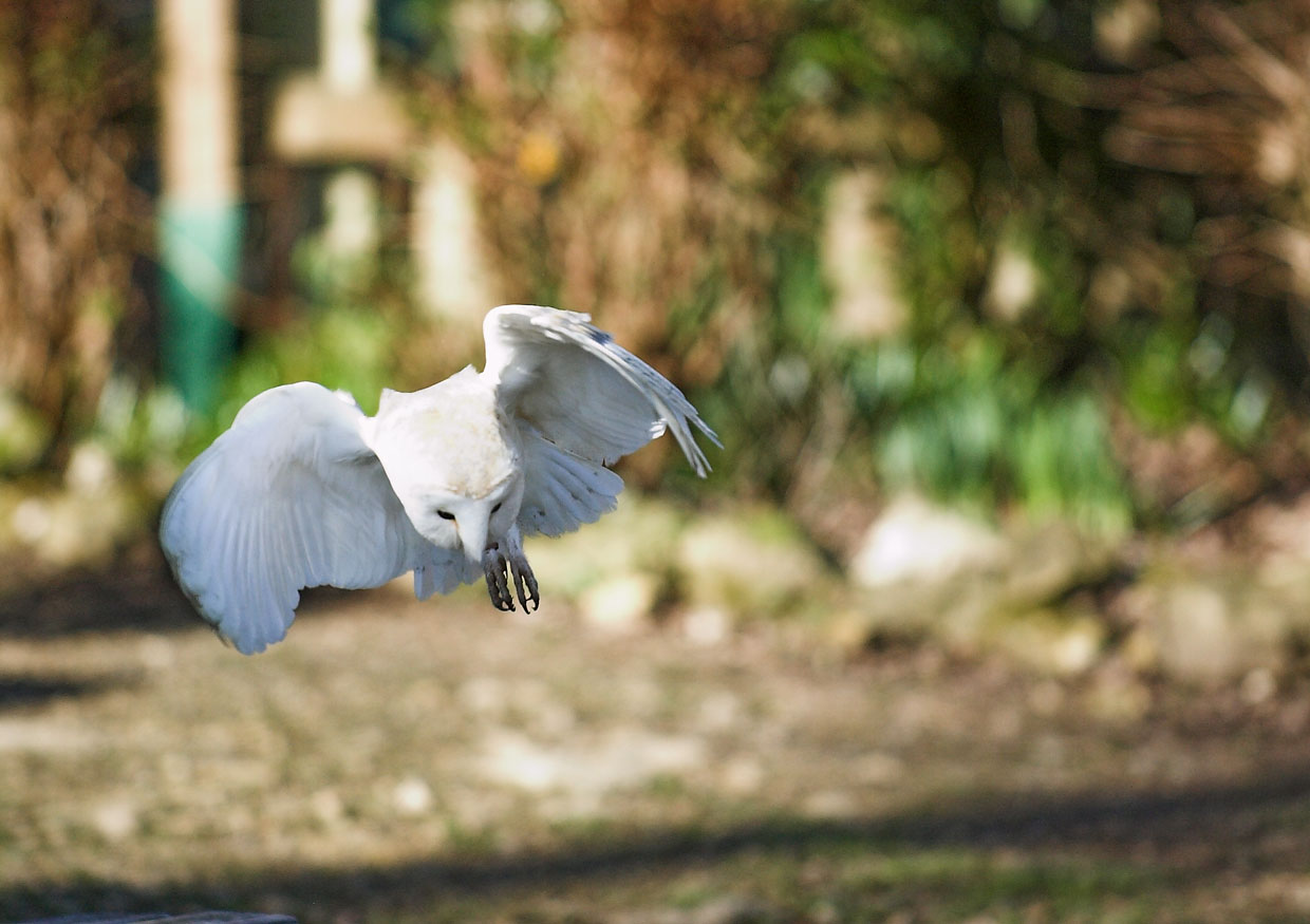 Barn Owl