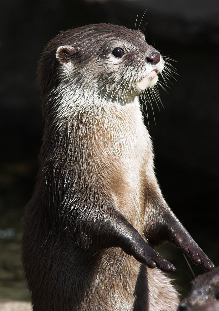 Otter