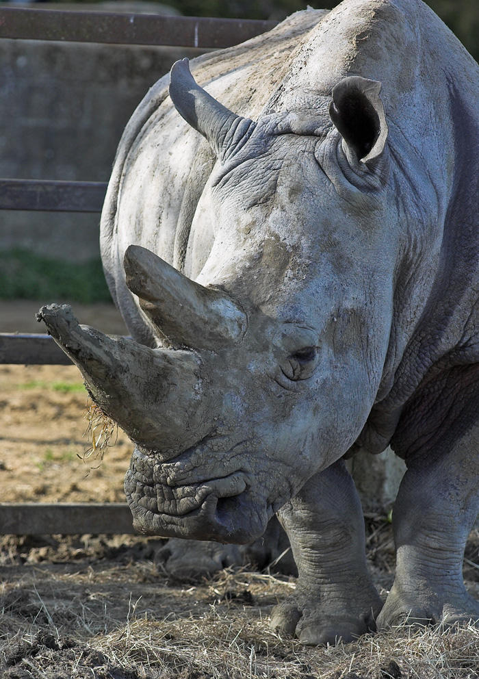 White Rhino