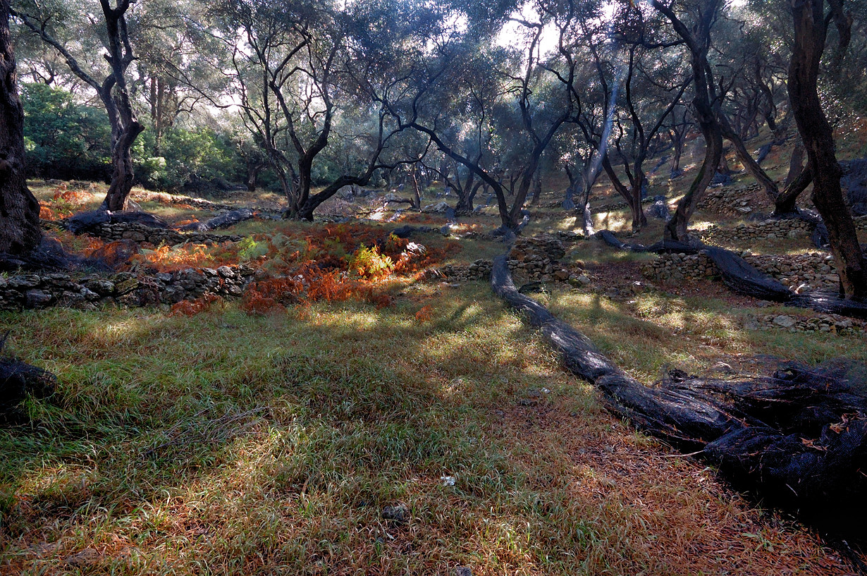 Olive groves en route from Lykhnos to Parga