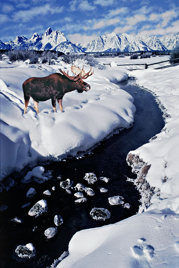 Moosebull at Frosty Creek.jpg